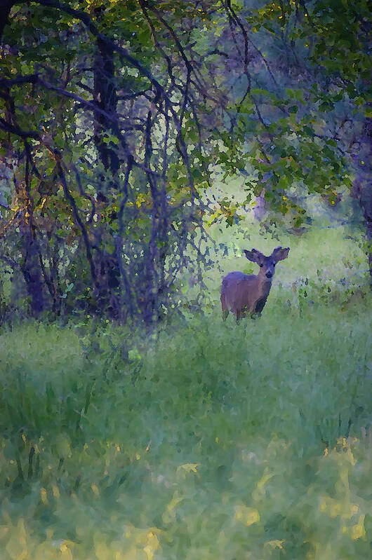 Deer Art Print featuring the photograph Morning Visitor by Sherri Meyer