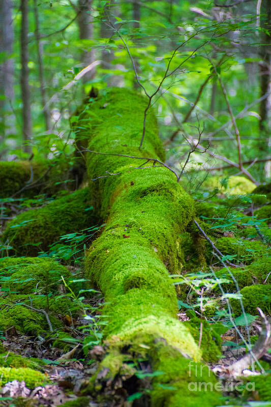 Moss Art Print featuring the photograph Moss Covered Tree by CJ Benson