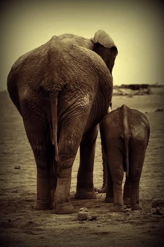 Mother And Baby Elephant Art Print featuring the photograph Mother And Baby Elephant In Black And White by Amanda Stadther