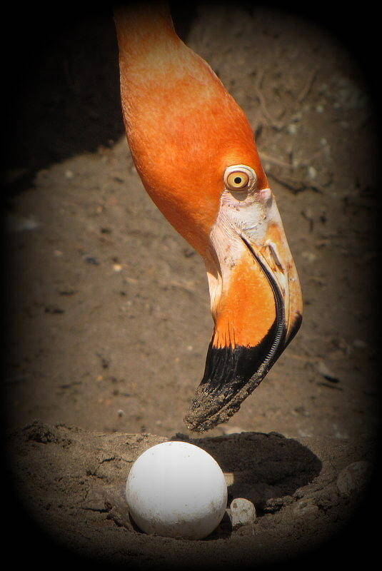 Flamingo Art Print featuring the photograph Mother and Child by Beth Vincent