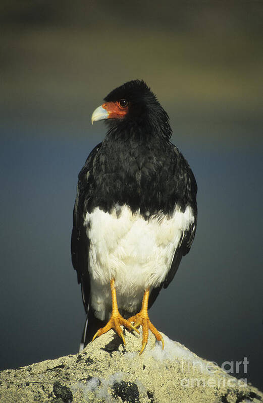 Birds Art Print featuring the photograph Mountain caracara by James Brunker