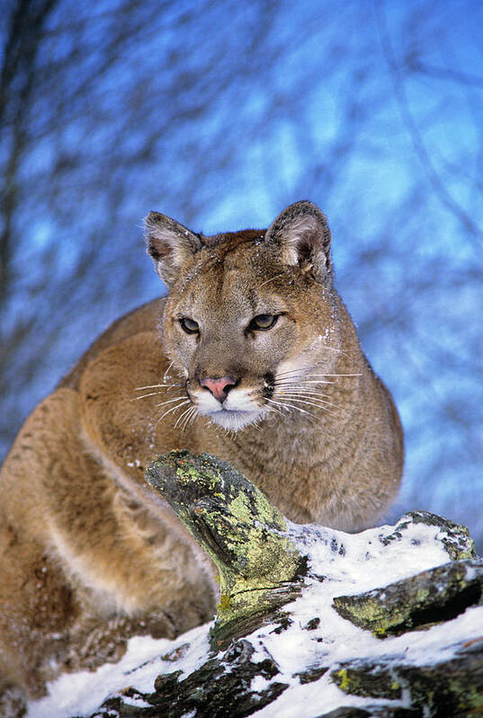 Photography Art Print featuring the photograph Mountain Lion Felis Concolor North by Animal Images