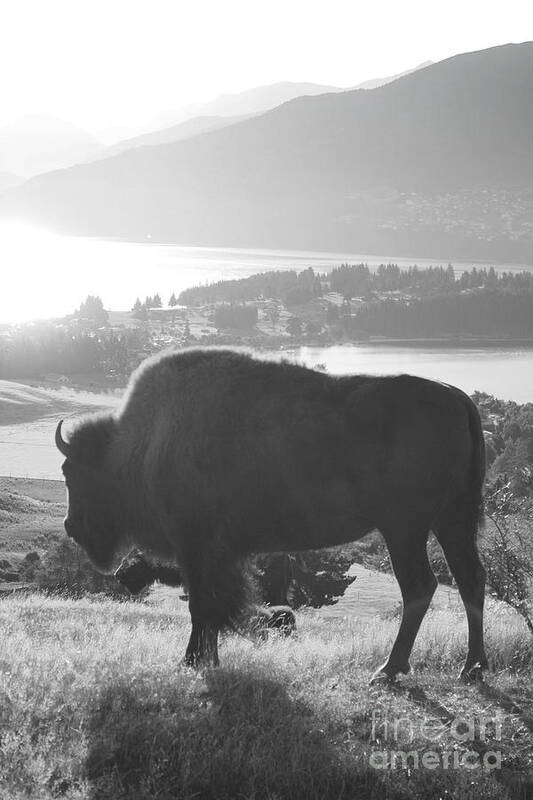 Buffalo Art Print featuring the painting Mountain wildlife by Pixel Chimp