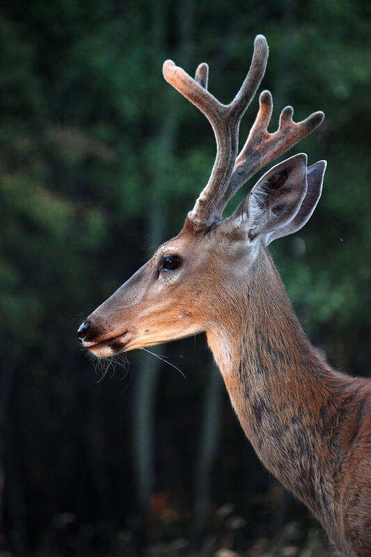 Adams Art Print featuring the photograph Mr. Majestic by Rita Kay Adams