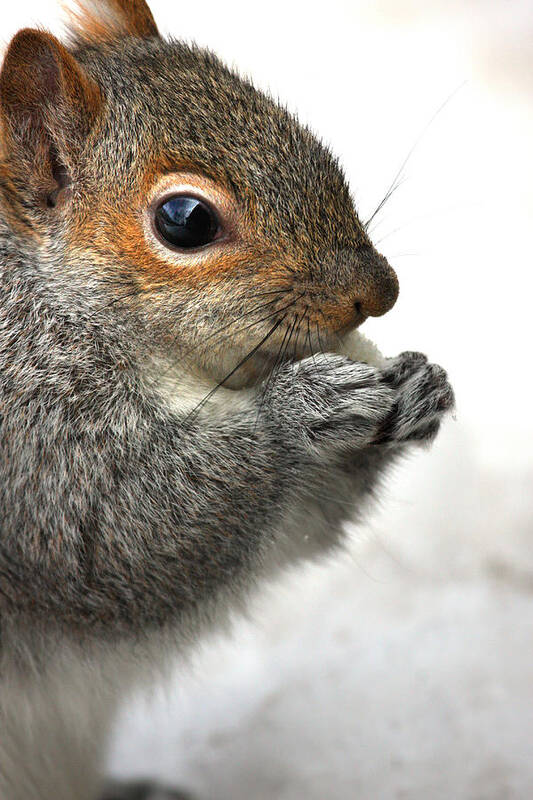 Squirrel Art Print featuring the photograph Munching by Karol Livote