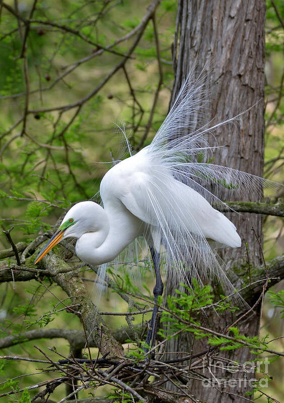 Egret Art Print featuring the photograph My Beautiful Plumage by Kathy Baccari