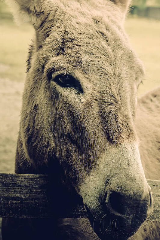 Animal Art Print featuring the photograph My Friend by Mary Underwood