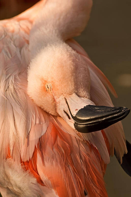 American Flamingo Art Print featuring the photograph Napping on Flamingo Feathers by Theo OConnor