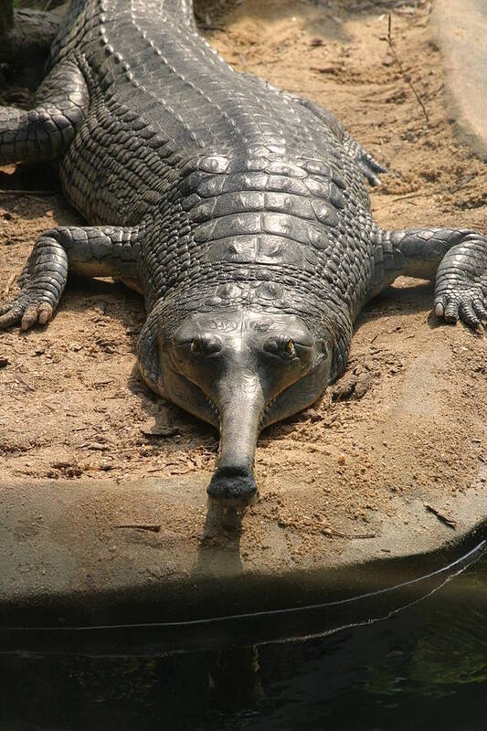 National Art Print featuring the photograph National Zoo - Crocodile - 12121 by DC Photographer