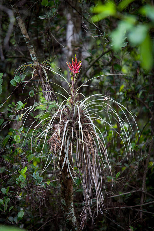 Tropical Art Print featuring the photograph Native Epiphyte by W Chris Fooshee