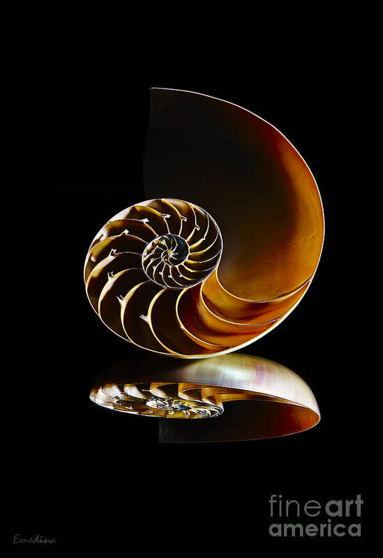 Shell Art Print featuring the photograph Nautilus Reflection II by Eyzen M Kim