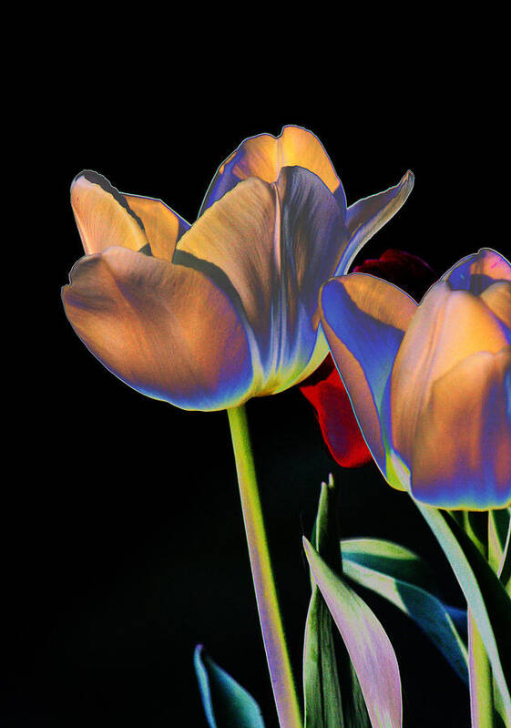 Tulips Art Print featuring the digital art Neon Tulips by Joseph Coulombe