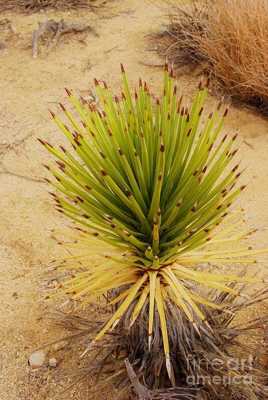 Yucca Brevifolia Art Print featuring the photograph NeW BeGiNNiNG  by Angela J Wright