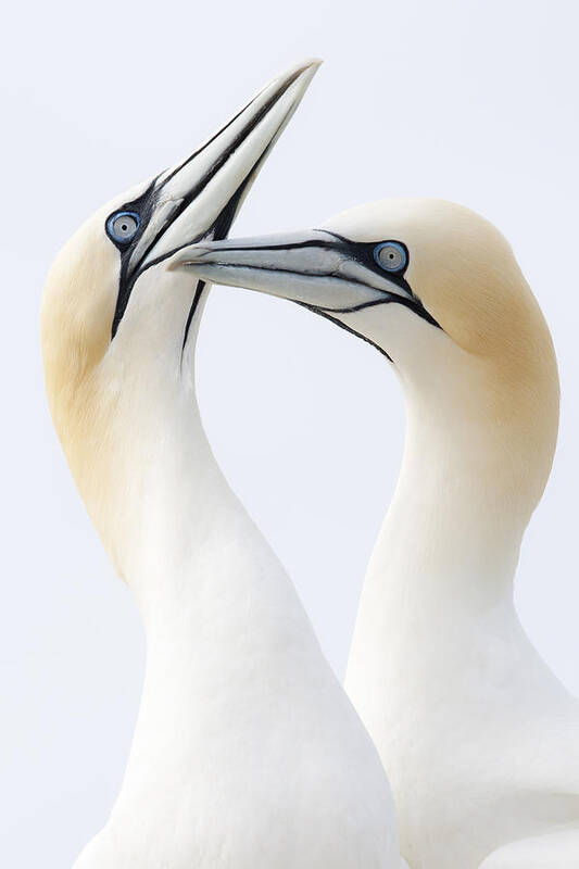 Nis Art Print featuring the photograph Northern Gannets Greeting Saltee Island by Bart Breet