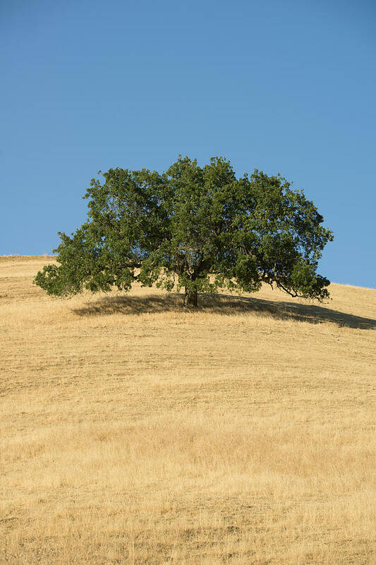 538012 Art Print featuring the photograph Oak Tree Mount Diablo State Park by Kevin Schafer