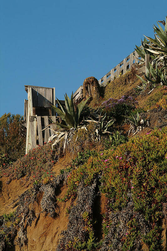 Ice Plant Art Print featuring the photograph Ocean Beach Hillside by Wesley Elsberry