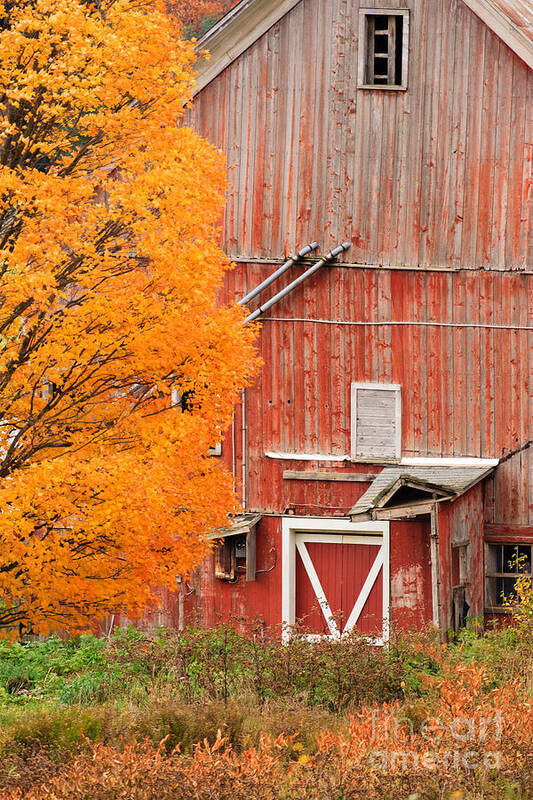 New England Art Print featuring the photograph Old dilapidated country barn during autumn. by Don Landwehrle