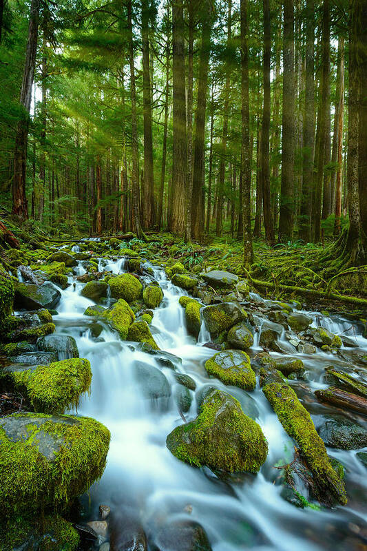 Sol Duc Art Print featuring the photograph Olympic Green by Dan Mihai