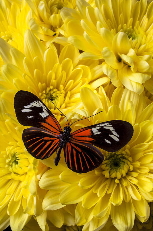 Orange Art Print featuring the photograph Orange Black Butterfly by Garry Gay