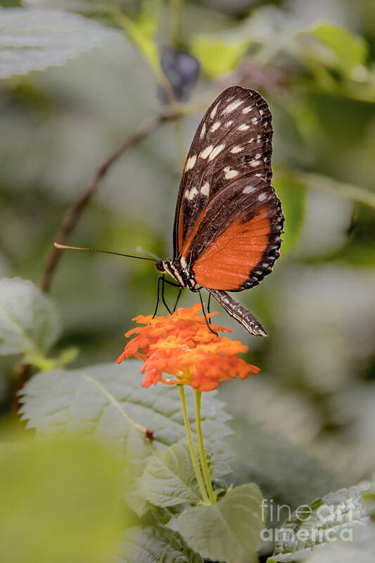 Orange Art Print featuring the photograph Orange Butterfly by Lucid Mood