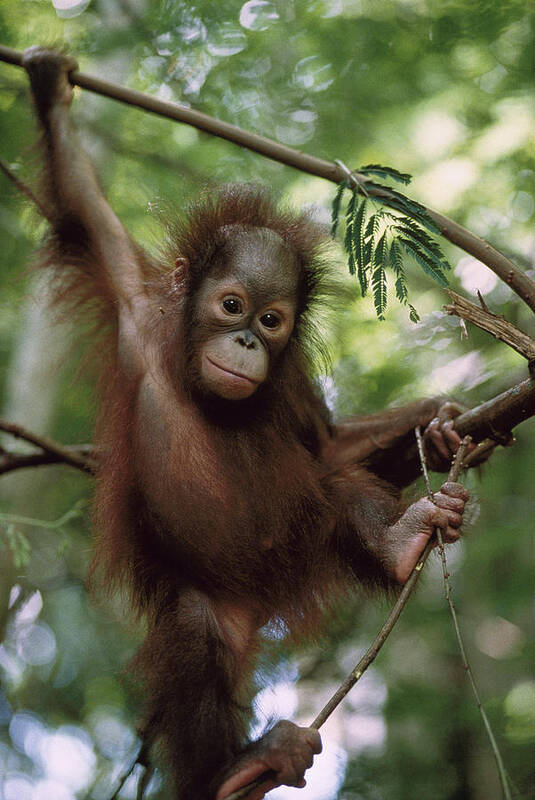 Feb0514 Art Print featuring the photograph Orangutan Infant Hanging Borneo by Konrad Wothe