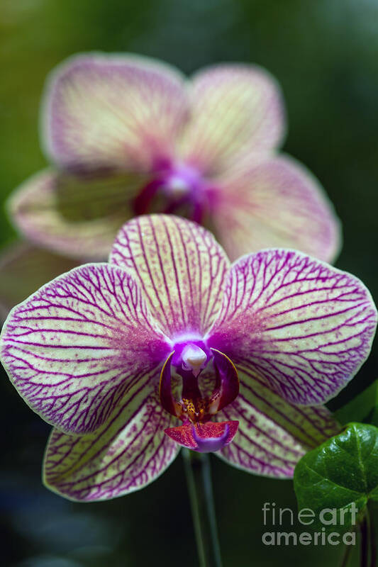 Flowers Art Print featuring the photograph Orchid one by Ken Frischkorn