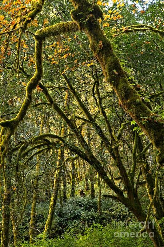 Oregon Rainforest Art Print featuring the photograph Oregon Rainforest Green by Adam Jewell
