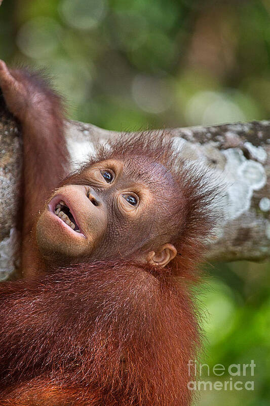Animal Art Print featuring the photograph Orphan Baby Orangutan by Louise Heusinkveld