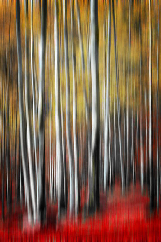 Forest Art Print featuring the photograph Osmosis by Philippe Sainte-Laudy
