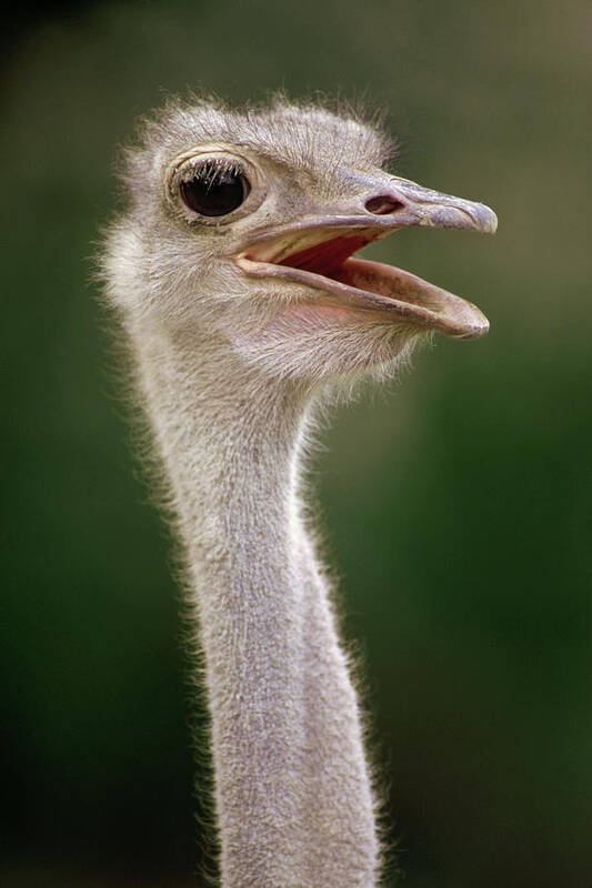 00204095 Art Print featuring the photograph Ostrich East Africa by Gerry Ellis