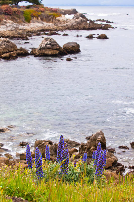 Shoreline Art Print featuring the photograph Pacific Grove Coastline by Melinda Ledsome