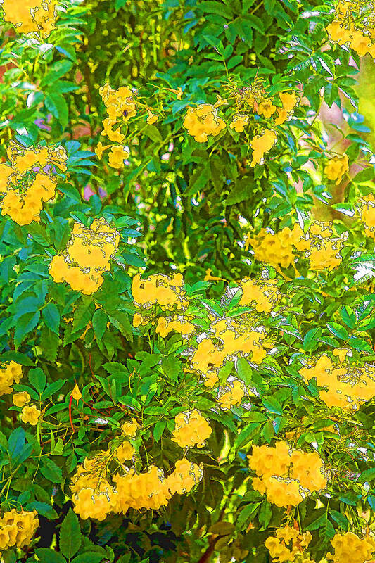 Nature Art Print featuring the photograph Painted Yellow Turmpet Flowers by Linda Phelps