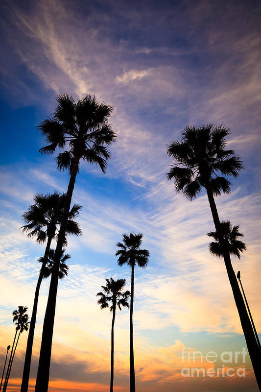 America Art Print featuring the photograph Palm Trees at Sunset Photo by Paul Velgos