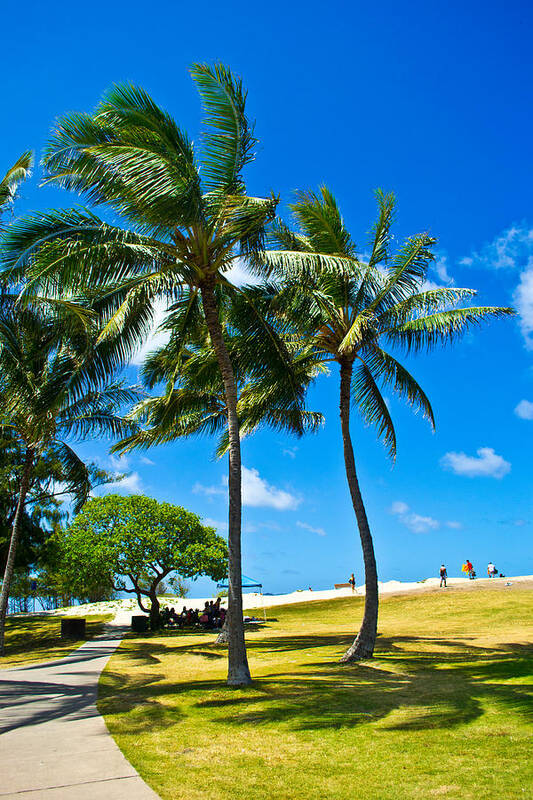 Palm Trees Art Print featuring the photograph Palm Trees in the Park by Matt Radcliffe