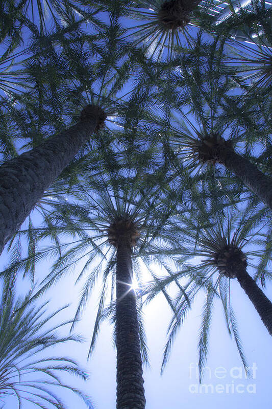 Palm Trees Art Print featuring the photograph Palm Trees in The Sun by Jerry Cowart
