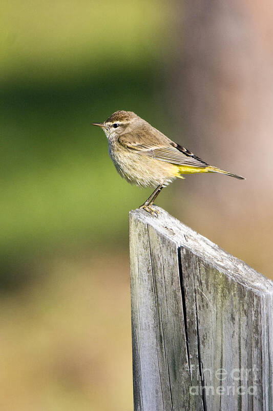 Palm Warbler Art Print featuring the photograph Palm Warbler by John Greco