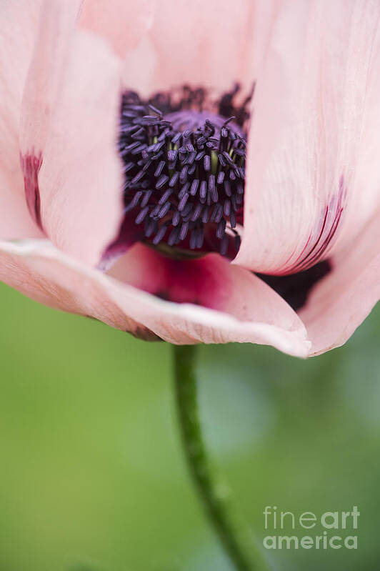 Poppy Art Print featuring the photograph Papaver Orientale Carneum Poppy by Tim Gainey