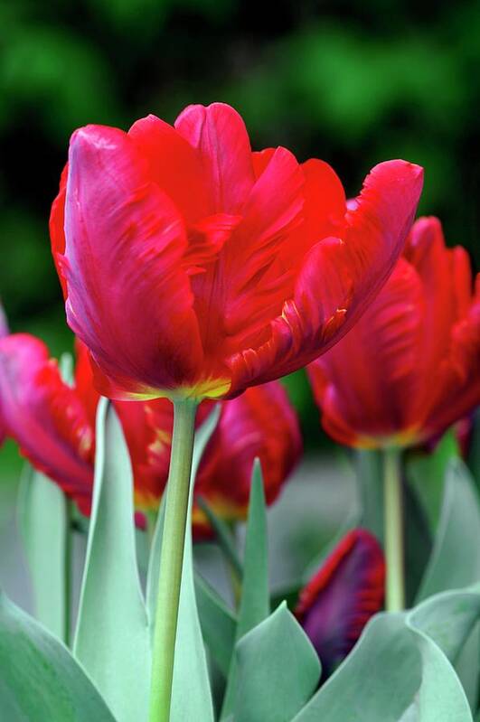 Parrot Tulip Art Print featuring the photograph Parrot Tulip (tulipa 'rococo') by Brian Gadsby/science Photo Library