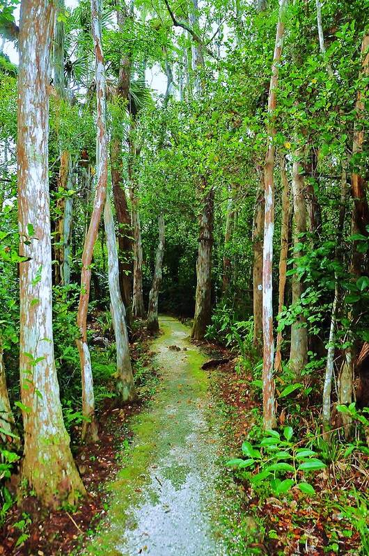 Landscape Art Print featuring the photograph Pathway to the Rainforest by Kicking Bear Productions