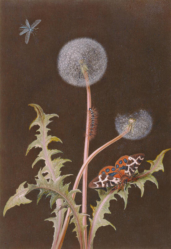 Plant Art Print featuring the painting Pd.380-1973 Dandelion With Insects by Margaretha Barbara Dietzsch