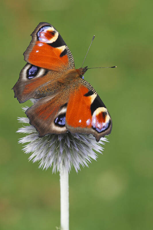 Silvia Reiche Art Print featuring the photograph Peacock Butterfly Netherlands by Silvia Reiche