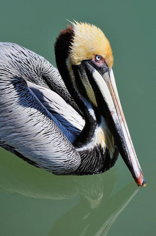 Pelican Art Print featuring the photograph Pelican by David Hart