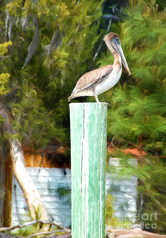 Island Art Print featuring the digital art Pelican by Linda Olsen