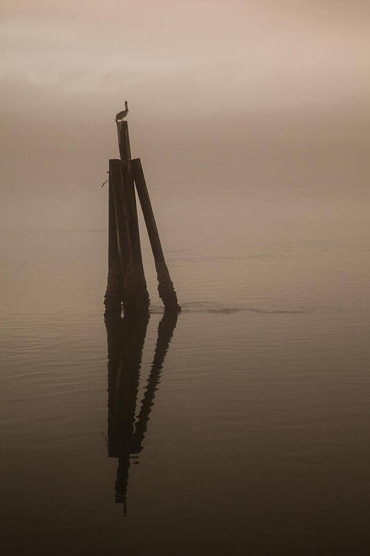 Foggy Art Print featuring the photograph Pelican on a Stick by Monte Arnold
