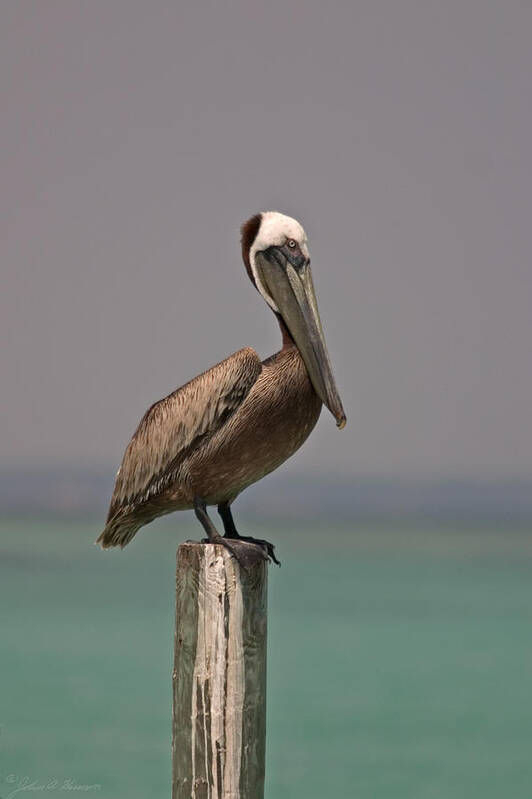 Brown Pelican Art Print featuring the photograph Pelican Perched on a Piling by John Harmon