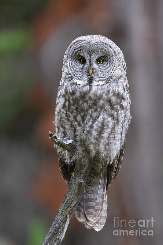 Great Gray Owl Art Print featuring the photograph Perched Gray by Bill Singleton
