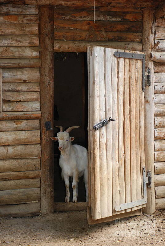 Pet Goat Art Print featuring the photograph Pet Goat by Joe Cashin