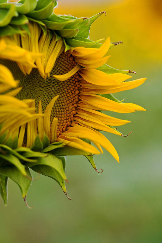 Sunflower Art Print featuring the photograph Petals by Ronda Kimbrow