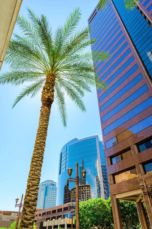 Corporate Business Art Print featuring the photograph Phoenix Skyscraper And Palm Tree by Dszc