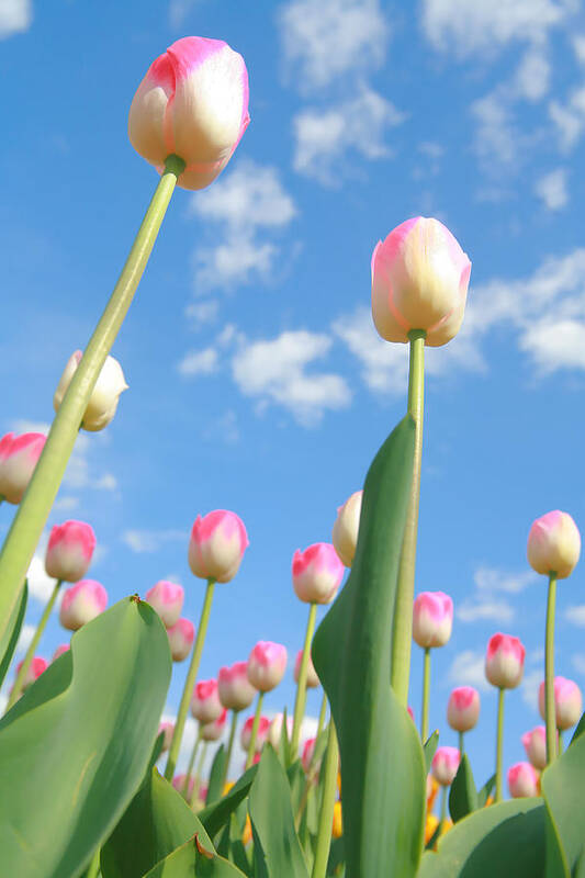 Tulips Art Print featuring the photograph Pink and White Tulips 02 by Keith Thomson